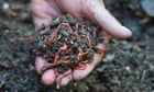 ‘Pesticides by stealth’: garden soil conditioners killing worms, experts fear