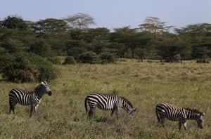 Zebras em uma área gramada