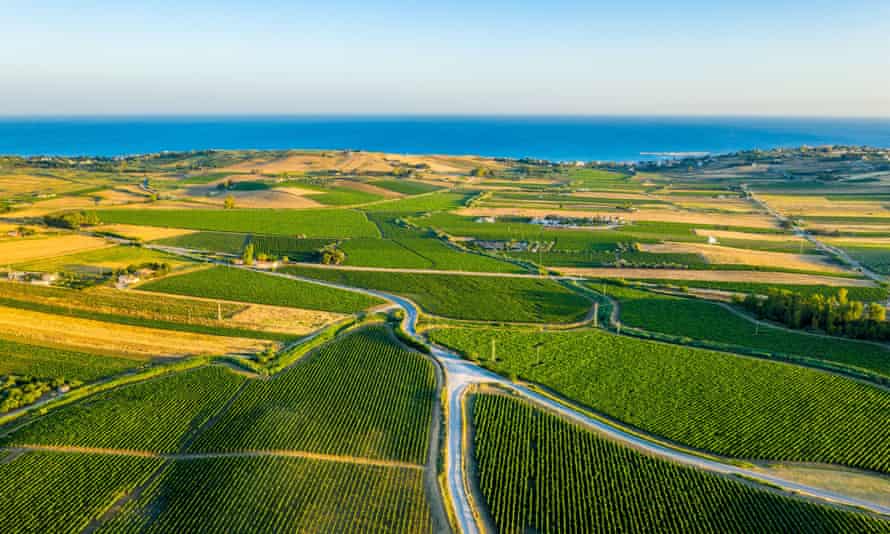 Vineyards stretching towards the sea south of Menfi.