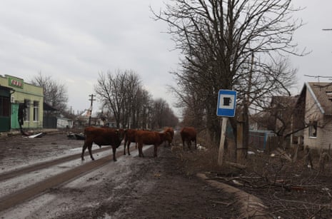 Cattle from an abandoned herd standing in a muddy road