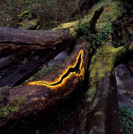 Andy Goldsworthy Elm leaves held with water to fractured bough of fallen elm. Dumfriesshire, 2010.
