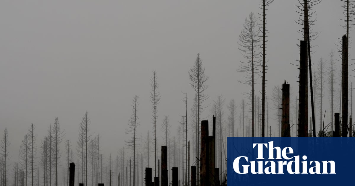 Germany’s dying forests are losing their ability to absorb CO2. Can a new way of planting save them?