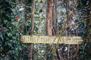 A kingfisher Eastville park
