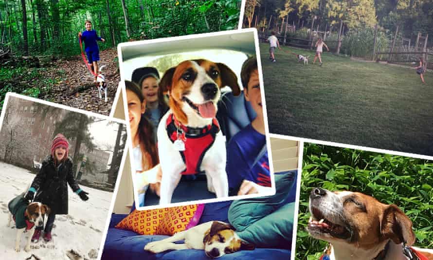 Luna la chienne a été retrouvée avec sa famille après 16 mois à la suite de restrictions de transport en raison de la pandémie de Covid19.