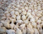 Global boom in livestock farming since 2006 is piling pressure on nature, report finds