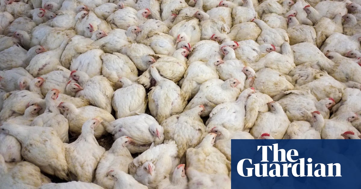 ‘America is a factory farming nation’: key takeaways from US agriculture census | Environment