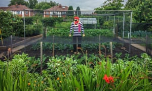 Sacha Scarecrow keeping guard over Jean Price’s crops