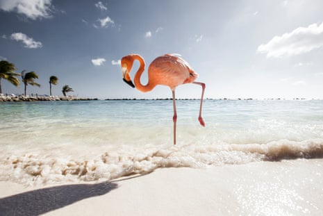 Renaissance Beach, Aruba, is a favourite among Instagrammers for its white sands and pink flamingos.