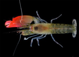 This is a Synalpheus pinkfloydi, a newly discovered species of shrimp named for Pink Floyd. The shrimp uses a bright pink claw to create a sound loud enough to kill small fish.