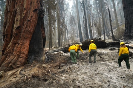 National Park Service officers inspect the charred ground in Giant forest in Sequoia national park on 30 September.