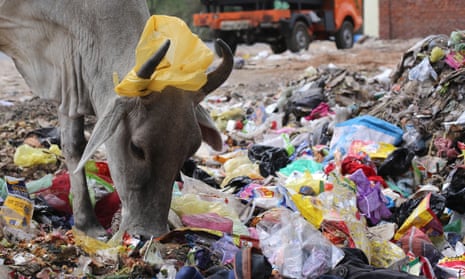 A plastic bag hangs on the horns of a cow as it sifts through rubbish for food in New Delhi, India.