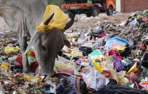 A cow models a plastic head decoration for cattle in New Delhi. India will eliminate all single-use plastic in the country by 2022, the prime minister, Narendra Modi, announced this week.