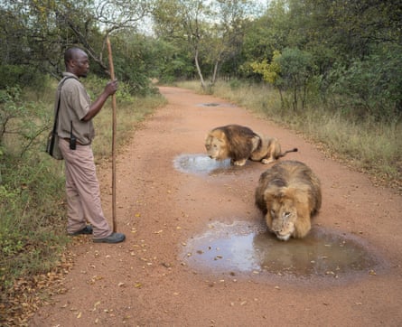 Two adult male lions drinking from puddles on a dirt road being watched by an African man with a long pole.
