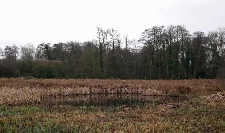 A small pond, fringed behind and to the sides with sedges and reeds.
