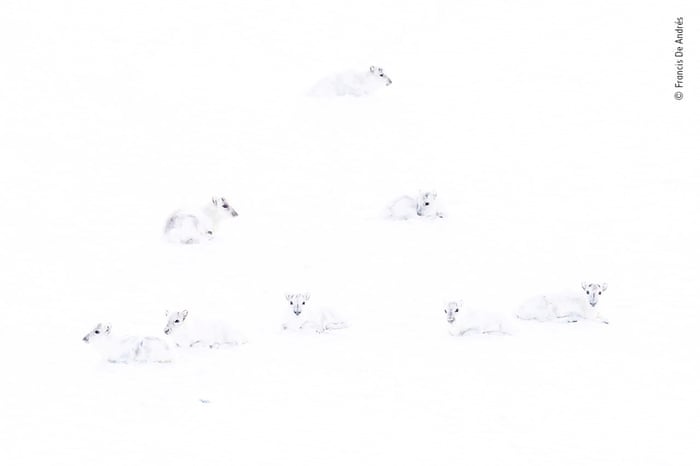 Амьтдын шилдэг таван гэрэл зураг