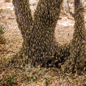 Hopper bands of desert locust infest a grazing area in Nakukulas, Kenya in June 2020.