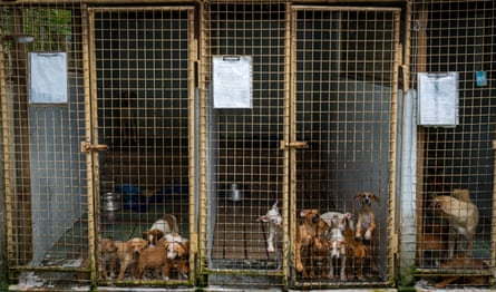 Les chiens abandonnés sont disponibles pour adoption à la SPCA de Suva.