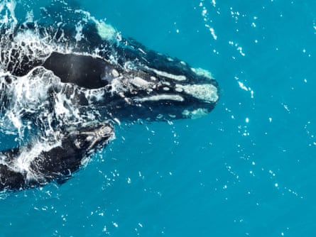 Southern right whales photographed by drone