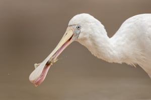 A yellow-billed spoonbill