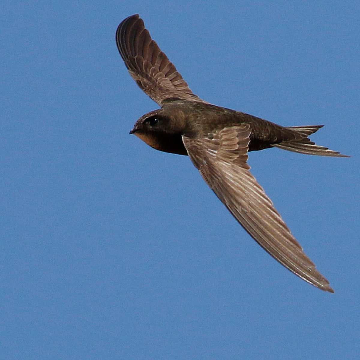 swifts fly