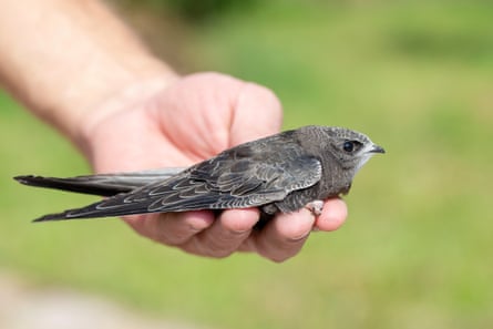 A swift in an outstretched hand