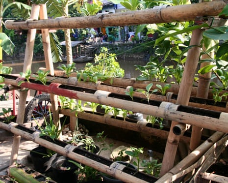 A vertical garden beside the river in Tongkol kampung.