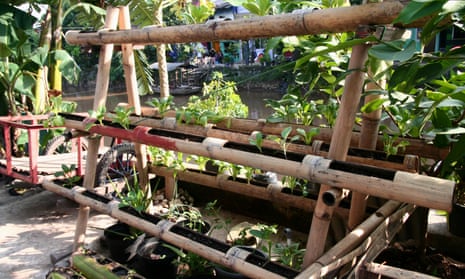 Green oasis: a vertical garden beside the river in Tongkol kampung.