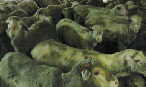 Photographs taken by independent observers on Australian live export ships last year and released under freedom of information laws show sheep showing symptoms of heat stress.