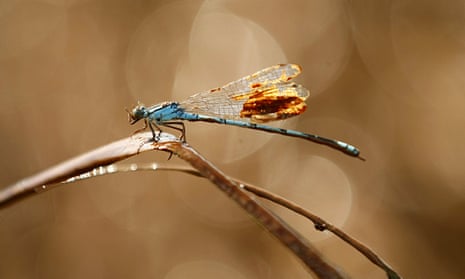 A damselfly covered in oil from the 2010 Deepwater Horizon oil spill in the Gulf of Mexico. Banks are being urged to stop financing fossil fuels and other sectors that contribute to biodiversity loss.