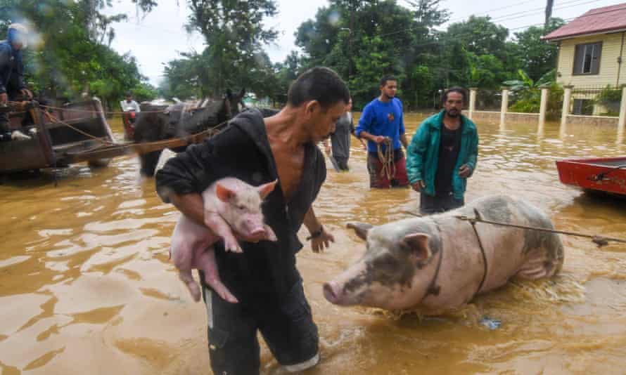 A man rescues his pigs after the overflowing of the Ulua River in the municipality of El Progreso, department of Yoro, Honduras