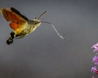Hummingbird Hawk-Moth Sightings Surge in UK Gardens