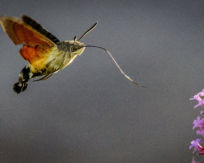 Mysterious Moth Migration Sparks Curiosity Across UK Gardens