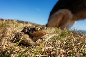 Crouching toad, hidden dog: 'During the coronavirus lockdown, connections with wildlife are proving to be my solace.'