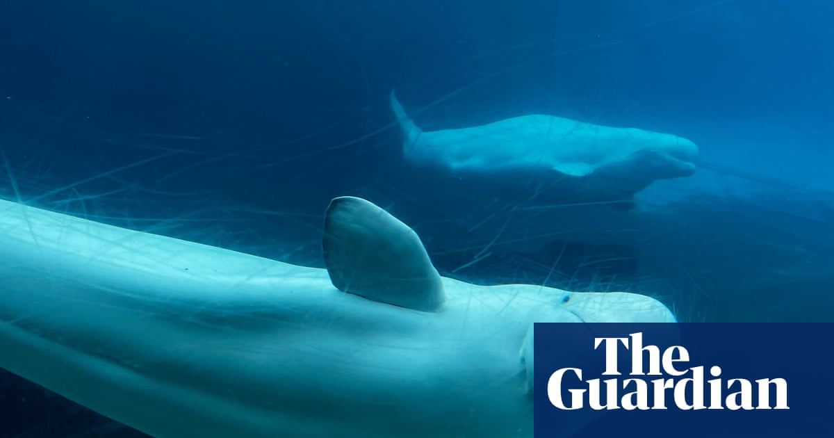 ‘A life of captivity’: Canada refuses marine park’s request to export its whales to China