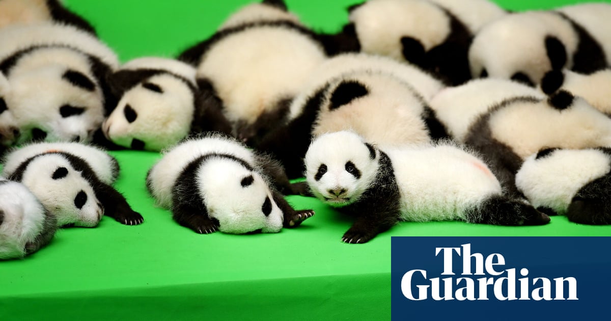 2016's best bits: wonderful wildlife | Life and style | The Guardian