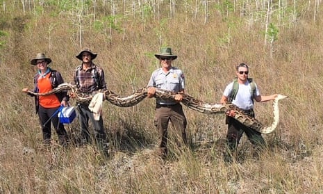 Snake's 'boyfriend' leads hunters to largest python in Florida Everglades | Florida | The Guardian