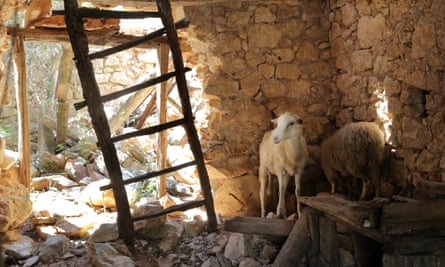 Sheep in the ruined village of Stepici