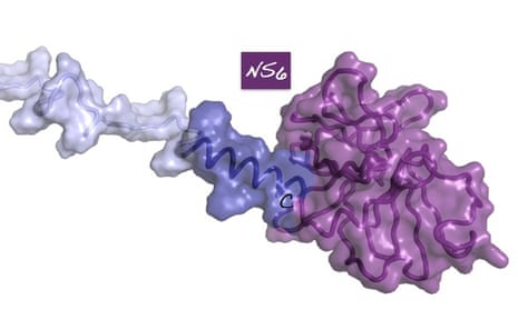 Model of the VPg-NS6 precursor protein; the NS6 portion is coloured violet.