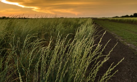 A field of kernza plants at sunset