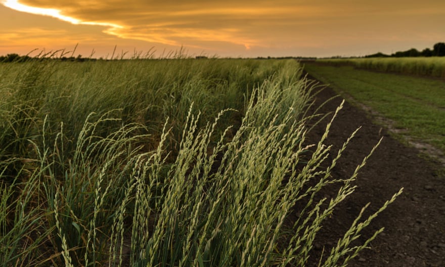 Un champ de plantes de kernza au coucher du soleil