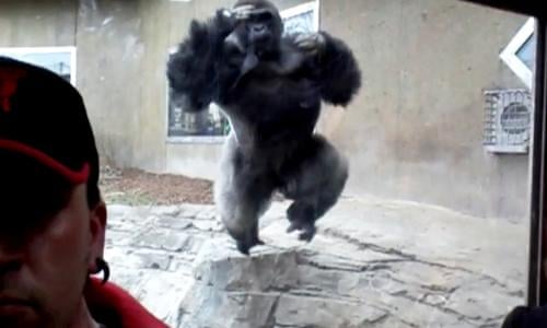 Gorilla tries to attack Nebraska zoo visitor through glass – video | Animal behaviour | The Guardian