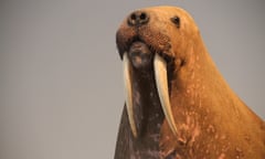 Horniman walrus