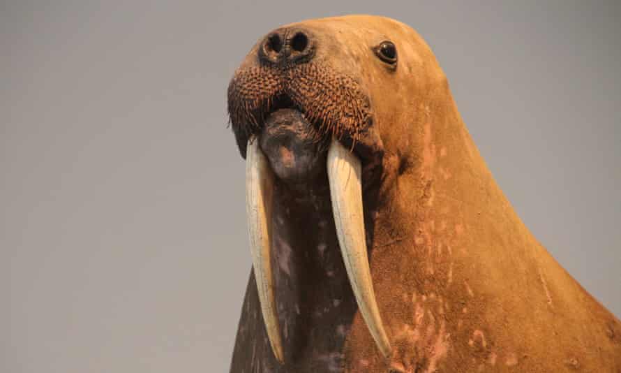 Horniman Museum stuffed walrus.