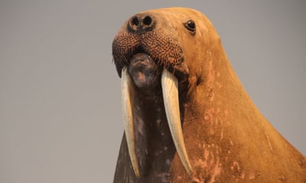 Horniman Museum stuffed walrus.
