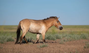 A stocky beige-coloured horse with an erect mane standing on a open grassy plain