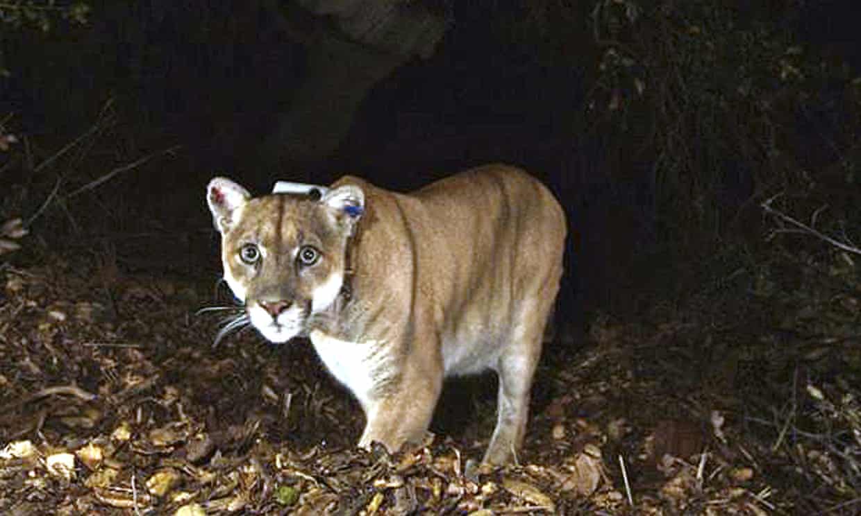 ‘Pretty awesome’: celebrity mountain lion’s walkabout excites Los Angeles residents | Los Angeles - Trend Magazine ‘Pretty awesome’: celebrity mountain lion’s walkabout excites Los Angeles residents | Los Angeles