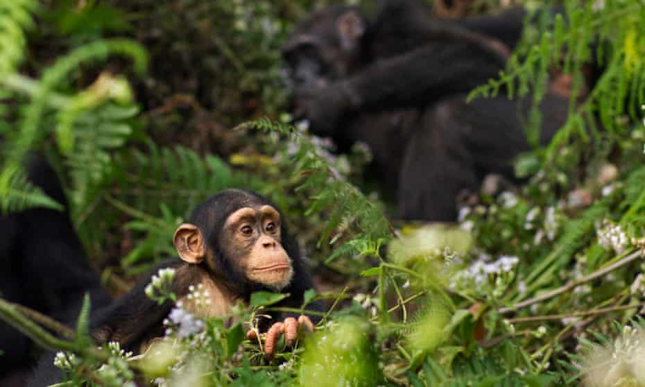 A western chimpanzee infant male