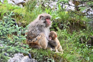 Baizha, China: Tibetan macaques in a forest farm