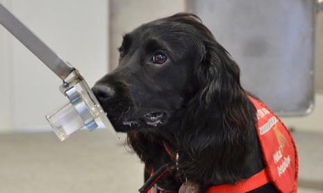 Dog from Medical Detection Dogs