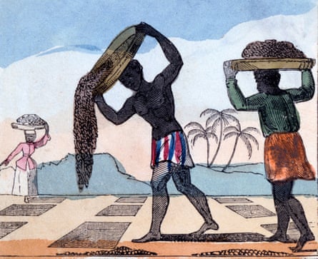 ‘England began to ship sugar cane back to the British Isles as part of the shameful slave trade’ … Manuring, 1826, from The Black Man’s Lament; or How to Make Sugar by Amelia Opie.